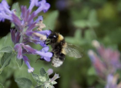 Bombus sp.